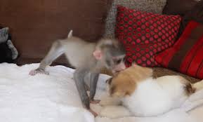 Check spelling or type a new query. Orphaned Baby Monkey And Jack Russell Puppies Are The Unlikeliest Of Friends Cesar S Way