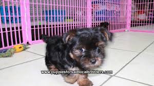 Uptown puppies connects vetted atlanta ga boxer breeders with people looking to buy a boxer puppy. Puppies For Sale Local Breeders Teacup Toy Yorkie Puppies For Sale Near Albany Ga At Lawrenceville Puppies For Sale Local Breeders