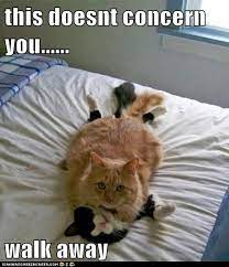 Pin On Animals