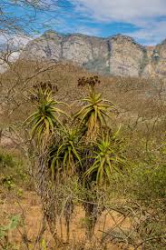 Image result for Aloe ballii