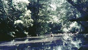 Image result for Diplacrum africanum