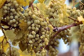I am astounded at the level and amount of perversity that the author manages to. Dreaming Of Grapes Meaning And Symbolism