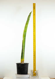 Image result for Sansevieria nilotica