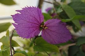 Image result for Dalechampia capensis
