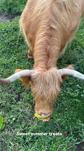 Willow Creek Family Farm