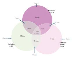 Image result for Bridelia duvigneaudii