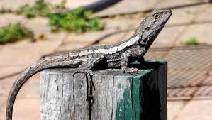 You can attract native lizards to your garden by providing lots of places to hide, and plenty of food for geckos and skinks to eat. Not So Cute And Cuddly Crookwell Gazette Crookwell Nsw