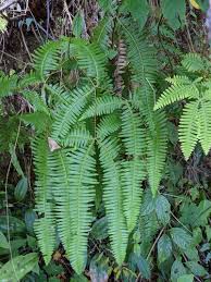 Image result for Dicranopteris elegantula