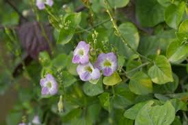 Image result for Asystasia gangetica