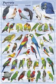 Pin On Birds