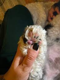 Veremedy pet hospital, white river junction, vt. 4 Paws 24 Hour Veterinary Hospital 10 Photos 11 Reviews Veterinarians 6410 Lady Hammond Road Halifax Ns Phone Number Yelp
