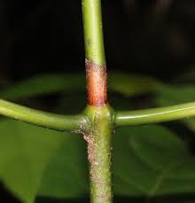 Image result for Gaertnera