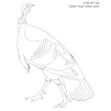 Turkeys have many subspecies and they can produce different sounds. American Wild Turkey Coloring Page