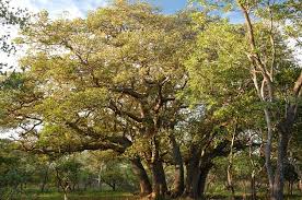 Image result for Schinziophyton rautanenii