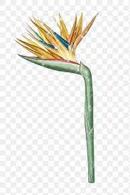 Hand Drawn Sparkling Bird Of Paradise Flower Design Element Free Image By Rawpixel Com Manota Birds Of Paradise Flower Birds Of Paradise How To Draw Hands