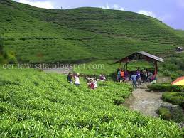 We did not find results for: Kali Gua Keindahan Wisata Kebun Teh Di Jawa Tengah Faradina Indah Kartika