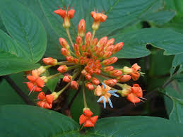 Image result for Cleomaceae