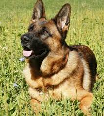 Maybe you would like to learn more about one of these? United Airlines Mistakenly Sends Family S German Shepherd Dog To Japan