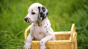 The best quality and size only with us! Cute Dog Puppies Wallpapers For Mobile Great Love Art