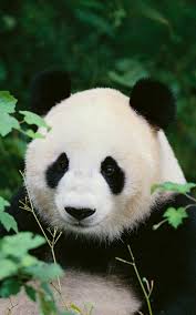 Maybe you would like to learn more about one of these? Panda Wallpaper Best Cool Panda Wallpapers For Android Apk Download