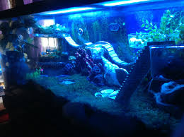 Crabby Party Lights Hermit Crab Habitat Unusual Animals Hermit Crab