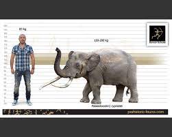 We did not find results for: Cyprus Dwarf Elephant