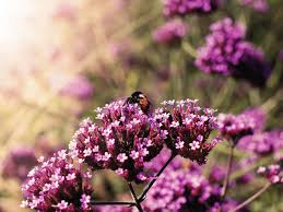 Learn how to do just about everything at ehow. Best Hardy Verbena Varieties Saga