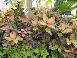 Image result for Pseuderanthemum ludovicianum