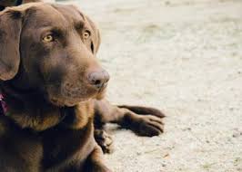 Osteosarcoma is a common dog cancer in large breeds, and it most often affects the long bones of the legs. Dog Cancer Symptoms Diagnosis Treatment Rau Animal Hospital