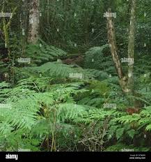 Image result for Hypolepis sparsisora