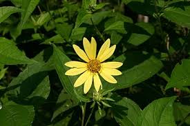 Globalrose.com has been visited by 10k+ users in the past month Helianthus Wikipedia