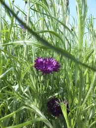Pin On Cornflowers Maddocks Farm Organics Growing Using Organic Edible Flowers