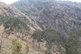 Image result for Raphidiocystis phyllocalyx