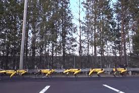 波士顿动力上演“大力出奇迹”：10只机器狗拖动大卡车-国际-科技村