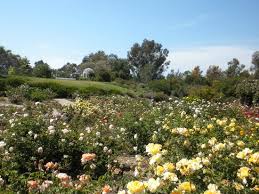 Save money by sending flowers directly wi., los angeles. Field Of Flowers Picture Of South Coast Botanic Garden Palos Verdes Estates Tripadvisor