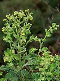 Image result for Blumea