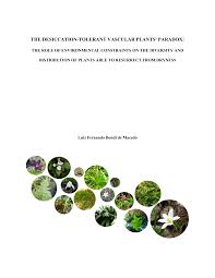 Image result for Brachyachne patentiflora