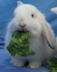 Rabbits' teeth never stop growing, so they need to be trimmed naturally. House Rabbit Diet