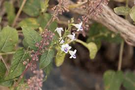 Image result for Justicia striata