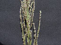 Image result for Sporobolus tenuissimus