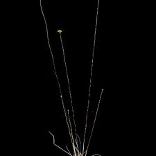 Image result for Xyris peteri