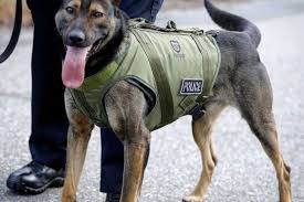 Project Paws Alive Nonprofit Providing Stab Bulletproof Vests First Aid Kits And Other Vital Equipment To Law Enforcement Fire Search Rescue And Military K 9s Nationwide