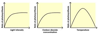 Factors Affecting Photosynthesis Blackman S Principle Questions Videos