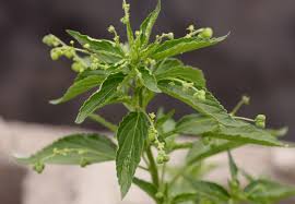 Image result for Micrococca