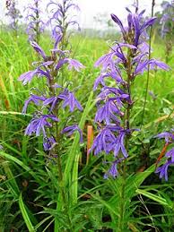 Image result for Lobelia chireensis