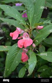 Image result for Balsaminaceae