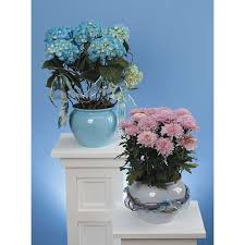 Maybe you would like to learn more about one of these? Flowering Plants Port St Lucie Florist Port Saint Lucie Florida Flower Delivery Flower Arrangements Same Day 34957