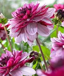 Loving This Creme De Cassis Dahlias Bulb Set Of Five On Zulily Zulilyfinds Avec Images Fleurs De Dahlia Creme De Cassis Dahlia