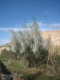 Image result for Retama monosperma