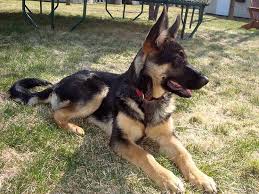 Il cane da pastore tedesco, comunemente abbreviato in pastore tedesco, talvolta detto anche cane alsaziano, cane lupo e cane poliziotto, secondo la classificazione cinologica fci risponde allo standard nr. Pastore Tedesco Femmina Pastore Tedesco Caratteristiche Femmina Pastore Tedesco